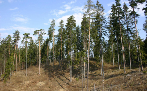 6_Bielkaučiznos piliakalnis.jpg